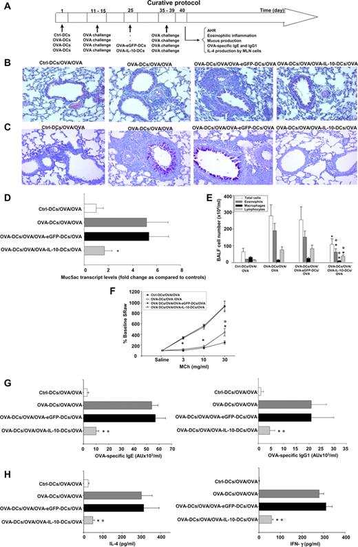 FIGURE 5. Treatment of established airway allergy by i.t. administration of OVA-IL-10-DCs. A, Curative protocol. Lung sections of Ctrl-DCs/OVA/OVA, OVA-DCs/OVA/OVA, OVA-DCs/OVA/OVA-eGFP-DCs/OVA, and OVA-DCs/OVA/OVA-IL-10-DCs/OVA mice were stained with either H&E (B) or PAS (C). D, Lungs were assayed for Muc5ac mRNA expression by real-time quantitative RT-PCR. All values are normalized to β–actin mRNA. E, The BALF recovered from the animals was subjected to total and differential cell counts. F, AHR was assessed by analyzing sRaw responses to increasing concentrations of MCh in a double-chamber plethysmograph. G, Levels of OVA-specific IgE and IgG1 were measured in serum samples by ELISA. OVA-specific IgE and IgG1 levels are expressed as arbitrary units (AUs). H, IL-4 and IFN-γ levels in the supernatants of MLN cells restimulated in vitro for 4 days with 10 μg/ml OVA were determined by ELISA. All numerical data are presented as means ± SDs. ○, Significantly different from the values obtained in Ctrl-DCs/OVA/OVA mice. ∗, Significantly different from the values obtained in OVA-DCs/OVA/OVA and OVA-DCs/OVA/OVA-eGFP-DCs/OVA mice. All of these results are representative of at least three similar experiments. n ≥ 6 in each experimental group.