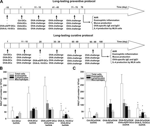 FIGURE 6. Long-lasting preventive and curative effects of OVA-IL-10-DCs. A, Long-lasting preventive and curative protocols. B, The BALF recovered from Ctrl-DCs/3×OVA, OVA-DCs/3×OVA, OVA-eGFP-DCs/OVA-DCs/3×OVA, and OVA-IL-10-DCs/OVA-DCs/3×OVA mice was subjected to total and differential cell counts. ○, Significantly different from the values obtained in Ctrl-DCs/3×OVA mice. ∗, Significantly different from the values obtained in OVA-DCs/3×OVA and OVA-eGFP-DCs/OVA-DCs/3×OVA mice. C, BALF total and differential cell counts of Ctrl-DCs/OVA/3×OVA, OVA-DCs/OVA/3×OVA, OVA-DCs/OVA/OVA-eGFP-DCs/3×OVA, and OVA-DCs/OVA/OVA-IL-10-DCs/3×OVA mice. ○, Significantly different from the values obtained in Ctrl-DCs/OVA/3×OVA mice. ∗, Significantly different from the values obtained in OVA-DCs/OVA/3×OVA and OVA-DCs/OVA/OVA-eGFP-DCs/3×OVA mice. All data are presented as means ± SDs. All of these results are representative of at least three similar experiments. n ≥ 6 in each experimental group.