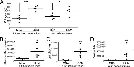 FIGURE 4. OSM-induced increases in collagen are independent of mast cells. Mast cell-deficient mice and littermate controls were dosed daily with 2 μg of OSM or a control protein, MSA, for 11 days. Each dot represents an individual mouse; n = 5 per group. A, Lungs were harvested and assayed for total collagen content by the Sircol assay. No statistical difference in the collagen content of control mice and mast cell-deficient mice following treatment with OSM is observed. B–D, Cell count differentials from the BAL fluid of mast cell-deficient mice and control mice at day 11 are shown; recruitment of macrophages, lymphocytes and eosinophils by OSM is intact in these mice.
