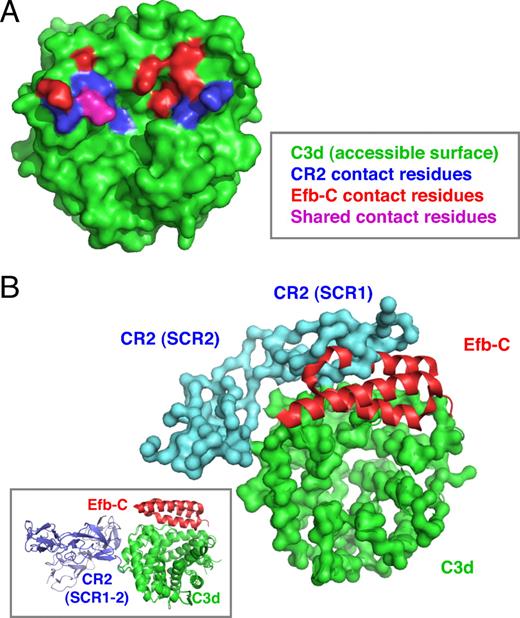 FIGURE 3. The binding sites of Efb-C and CR2 are likely to overlap on C3d. A, Mutational analysis of the acidic cleft on C3d (10 ) previously identified several key residues in this area (marked blue on C3d in green). The C3d-contact residues for Efb-C (red), as derived from the cocrystal structure (Protein Data Bank code 2GOX; Ref. 7 ), largely overlap with this region, with residue D1156 (magenta) shared across both binding sites. B, Small-angle x-ray scattering studies of CR2 SCR1–2 in interaction with C3d (Protein Data Bank code 1W2S; Ref. 18 ) further support this finding, because alignment with the C3d:Efb-C cocrystal reveals that SCR1 of CR2 (blue) and Efb-C (red) bind to similar sites on C3d (green). Although the currently available cocrystal between C3d and CR2 SCR1–2 (PDB: 1GHQ; Ref. 17 ) only shows contacts of C3d with SCR2 (inset), subsequent studies have suggested that this does not reflect the binding in solution and that the binding of CR2 SCR1 is pivotal for correct recognition and function. Analogous studies with the structurally similar C3d:Ehp complex (Protein Data Bank code 2NOJ; Ref. 6 ) revealed the same results and are therefore omitted. Structural alignment and visualization was done using PyMOL (DeLano Scientific).