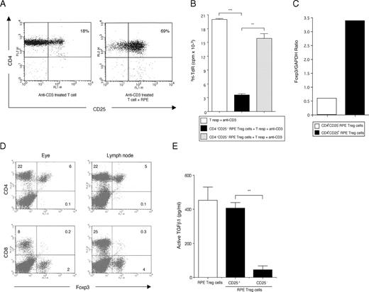 FIGURE 2. Expression of CD25 and Foxp3 on T cells in the presence of RPE cells. A, Purified T cells (CD4+ T cells; 1 × 106/well) with anti-CD3 (0.1 μg/ml) were added to culture wells in the presence or absence (control T cells) of RPE cells. T cells were stained with PE-conjugated anti-CD4 and FITC-conjugated Abs to CD25 (IL-2Rα) and then analyzed by flow cytometry. B, Capacity of CD25+ RPE-induced Treg cells to suppress activation of bystander T cells. Isolated CD25+ (▪) or CD25− (▦) RPE-induced Treg cells were added to secondary cultures containing T cells and anti-CD3. ∗∗, p < 0.005 and ∗∗∗, p < 0.0005. C, Expression of Foxp3 transcripts in CD25+ RPE-induced Treg cells. Total RNA was extracted from CD4+CD25+ (▪) or CD4+CD25− RPE-induced Treg cells (□). Foxp3 expression was normalized by GAPDH expression. D, Detection of Foxp3+ in ocular CD4+ T cells. Infiltrating T cells harvested from eyes or lymph nodes of EAU mice were stained with FITC-conjugated anti-Foxp3 Ab and PE-conjugated CD4 or CD8 Abs. The numbers in the histograms indicate the percentages of positive cells. E, Supernatants of RPE-induced Treg cells were collected to evaluate the production of active TGFβ1. Supernatants were also collected from separated CD25+ or CD25− RPE-induced Treg cells (▪). Error bars represent the SEM; ∗∗, p < 0.005 between two groups.