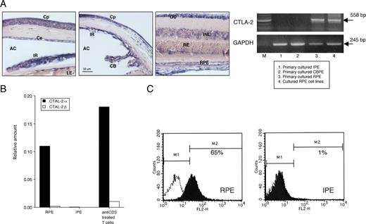 FIGURE 3. Expression of CTLA-2α by cultured RPE cells. A, Location of CTLA-2 in the eye as determined by in situ hybridization with specific primer pairs (left panels). AC, anterior chamber; CB, ciliary body; Ce, corneal endothelium; Cp, corneal epithelium; GC, ganglion cells; INL, inner nuclear layer; IR, iris; LE, lens; RE, retina; RPE, retinal pigment epithelium. RNA was extracted from RPE, CBPE, IPE, and RPE cell lines and examined for the presence of CTLA-2 transcripts by RT-PCR (right panels). M, m.w. marker. B, RNA was harvested from primary cultured RPE, IPE, or anti-CD3-stimulated T cells (positive control) and analyzed for the presence of CTLA-2α (▪) and CTLA-2β (□) transcripts by quantitative PCR. C, RPE and IPE cells were analyzed by flow cytometry for intracellular expression of CTLA-2α. The cells were stained with anti-CTLA-2α or an isotype control Ab (dotted histogram), followed by biotin-conjugated secondary Abs and FITC-conjugated streptavidin.