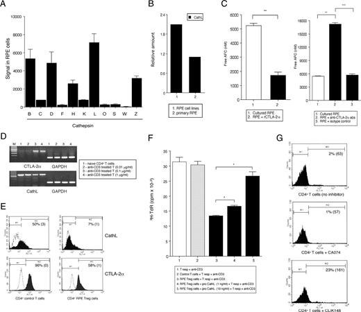 FIGURE 6. Promotion of Treg differentiation by RPE-derived CTLA-2α. A, Expression of cathepsin genes in cultured RPE cells as assessed from the GeneChip results (n = 2). The y-axis indicates the signal in RPE cells. B, RNA was harvested from primary cultures and cell lines for RPE cells, and the expression of CathL mRNA by quantitative PCR was examined. C, Cell lysates were prepared from RPE cells in the presence of anti-CTLA-2α Abs, isotype control Abs, or rCTLA-2α to evaluate CathL activity. The units of CathL activity were determined by comparison with a standard curve generated using free amino-4-trifluoromethyl coumarin (AFC, nM). Error bars represent the SEM. ∗∗, p < 0.005 and ∗∗∗, p < 0.0005 vs control cultures. D, RNA was harvested from naive CD4+ T cells and anti-CD3-treated T cells (0.01, 0.1, or 1.0 μg/ml), and the expression of CathL (lower picture) or CTLA-2α mRNA (upper picture) was examined. E, Two CD4+ T cells, anti-CD3-treated CD4+ T cells and RPE-induced Treg cells, were analyzed by flow cytometry for intracellular expression of CathL or CTLA-2α. After permeabilization, these cells were stained with anti-CathL, anti-CTLA-2α, or an isotype control Ab (dotted histogram), followed by biotin-conjugated secondary Abs and FITC-conjugated streptavidin. The numbers in the histograms indicate the percentages of positive cells, and the numbers in parentheses indicate the percentages of positive cells with isotype control Abs. F, CD4+ T cells were cultured for 24 h in the presence of 1 or 10 ng/ml pro-CathL proteins and 0.1 μg/ml anti-CD3. CD4+ Treg cells (▪) or control T cells (▦) were added to secondary cultures. Error bars represent the SEM. ∗, p < 0.05 vs control cultures (□). G, Expression of Foxp3 by CD4+ T cells in the presence of CathL inhibitor. CD4+ T cells in the presence of a CathL inhibitor (CLIK148, 1 μM) or a CathB inhibitor (CA074, 1 μM) were stained with FITC-conjugated anti-Foxp3. The numbers in the histograms indicate the percentages of cells positive for Foxp3. Numbers in parentheses indicate the mean fluorescence index.