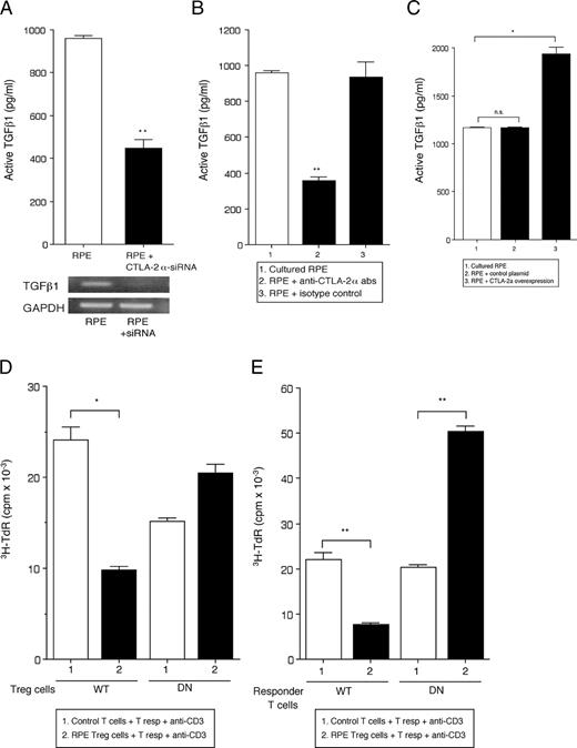 FIGURE 7. Role of CTLA-2α in T cell response to RPE cells. A, Supernatants of CTLA-2α siRNA-transfected RPE were harvested and examined for the production of active TGFβ1 by ELISA (upper panel). The cells were also harvested to examine the expression of TGFβ1 mRNA by RT-PCR (lower panel). B, Supernatants of RPE in the presence of anti-CTLA-2α or isotype control Abs were harvested and examined for the production of active TGFβ1 by ELISA. C, Supernatants of CTLA-2α-overexpressing RPE were harvested and examined for the production of active TGFβ1 by ELISA. As a control, RPE cells were pretreated by the plasmid only, and the supernatants were harvested. Error bars represent the SEM. ∗, p < 0.05 and ∗∗, p < 0.005 vs control cultures (□). NS, Not significant. D, Dependence on responsiveness of T cells to TGFβ to generate RPE-induced Treg cells was assayed by exposing DN TGFβ RII T cells to cultured RPE cells. After 24 h, the T cells were removed, irradiated, and used as Treg cells. E, The ability of wild-type RPE-induced Treg cells to suppress bystander DN TGFβ RII T cells was assayed by adding the irradiated Treg cells to cultures of DN TGFβ RII responder T cells. Error bars represent the SEM. ∗, p < 0.05 and ∗∗, p < 0.005 between two groups. WT, Wild type.