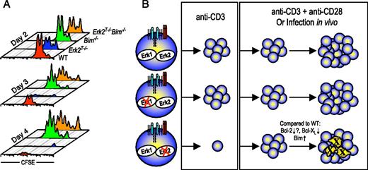 FIGURE 8. Rescue of Erk2-deficient CD8 T cell survival by Bim deficiency. A, Purified CD8 T cells from WT, Erk2T−/−, Bim−/−, and Erk2T−/−Bim−/− mice were stimulated in vitro for indicated periods with plate-bound anti-CD3 and soluble anti-CD28. CFSE profiles are gated on CD8+ cells, and the actual number of cells run on the FACS in a fixed period is plotted. The data presented are representative of two independent experiments. B, A model depicting the effect of deletion of either Erk1 or Erk2 on CD8 T cell proliferation and survival following activation with anti-CD3 alone, anti-CD3 + anti-CD28, or a viral infection in vivo.