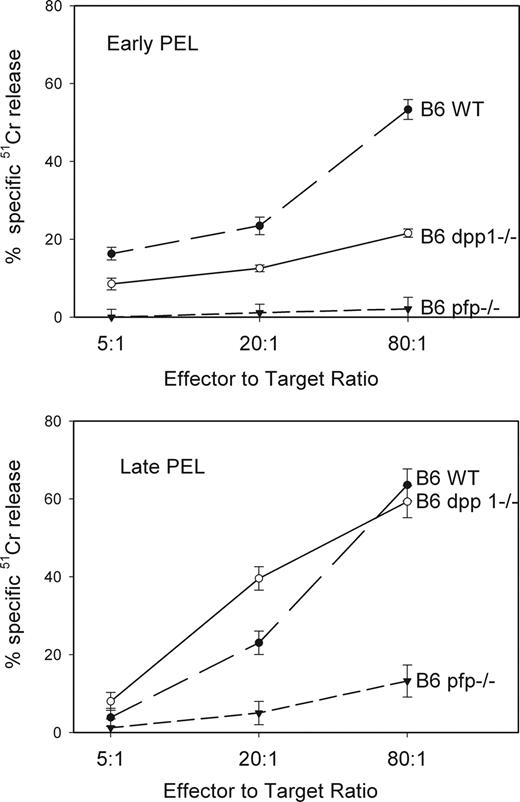 FIGURE 2. The cytotoxic activity of early primary DPP1−/− peritoneal exudate effector cells (PEL) is much lower than that of early primary WT B6 PEL but increases to at least WT levels following brief restimulation in vivo. DPP1-deficient (DPP1−/−), perforin-deficient (pfp−/−), and WT B6 (H-2b) mice were injected once (top panel, Early PEL) or twice (bottom panel, Late PEL) i.p. with P815 cells. Peritoneal exudate cells were harvested by peritoneal lavage 5 days after the initial immunization or for late PEL 3 days following a second immunization on day 5. Killing of 51Cr-labeled P815 in 4-h chromium release assays was assessed as described for Fig. 1. The values presented are the mean ± SEM of three wells in a single experiment representative of three independent experiments. Cytotoxicity of DPP1−/− PEL at 80:1 and 20:1 E:T ratios was significantly (p < 0.01) decreased compared with B6 PEL. DPP1−/− PEL cytotoxicity in the three experiments was 22 ± 1 and 12 ± 1% (experiment mean ± SEM) at 80:1 and 20:1 E:T ratios, respectively, in comparison to B6 PEL cytotoxicity values of 53 ± 3 and 24 ± 2% (experiment mean ± SEM), respectively. Mean cytotoxicity of late DPP1−/− PEL at 80:1 E:T ranged from 89 to 103% of the mean B6 PEL cytotoxicity at that E:T in three independent experiments and was not significantly different.