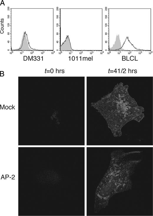 FIGURE 7. AP-2 depletion does not impair intracellular accumulation of new MHC-II-peptide complexes in DM331 melanoma. A, Expression of Ii chain by DM331 (left), 1011mel cells (middle), and BLCL (right) was evaluated by intracellular staining with LN2 (specific for the lumenal side of the Ii chain) Ab (open histogram). Gray-filled histogram represents isotype control. B, DM331-GP cells transfected with control or AP-2-specific siRNA were incubated with 3 μg/ml brefeldin A for 12 h, washed, and chased for 0 or 4.5 h at 37°C. Cells were then fixed, permeabilized, stained for mature MHC-II molecules with L243 Ab, and analyzed by confocal microscopy.