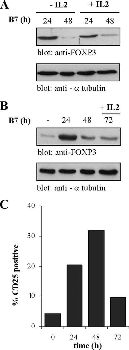 FIGURE 5. IL-2 administration does not modulate FOXP3 and CD25 expression in CD28-activated CD4+CD25− T cells. CD4+CD25− T cells were stimulated with adherent Dap3/B7 cells for different times with or without 20 IU/ml (A) and 100 IU/ml (B) of IL-2. FOXP3 protein levels were subsequently assessed by Western blotting. Data represent one of three independent experiments. C, CD25 expression was measured by flow cytometry and reported as percentage of positive cells in the absence (0–48 h) or presence of rIL-2 (72 h).