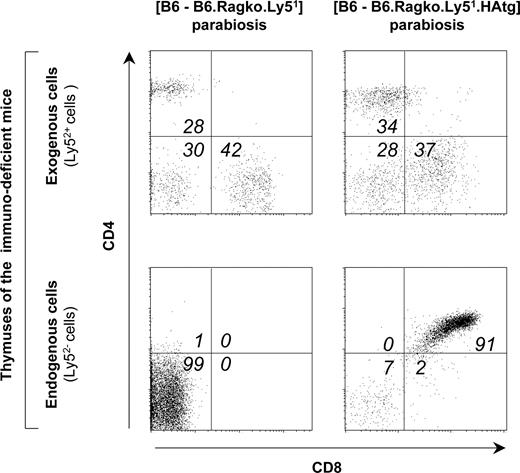 FIGURE 1. Migration of peripheral T cells from immunocompetent mice into the thymus of immunodeficient hosts following parabiosis. Immunocompetent B6 mice were parabiosed with immunodeficient mice devoid of SP and DP cells in the thymus (B6.Ragko.Ly51, left panels) or lacking SP thymocytes only (B6.Ragko.Ly51.HAtg, right panels). Two weeks after surgery, animals were sacrificed. Peripheral lymphoid organs (data not shown) and thymi of the immunodeficient animals were collected and analyzed for the presence of lymphocytes originating from the immunocompetent parabiosis partner. Endogenous cells were distinguished from recirculating cells originating from the contralateral parabiont by the expression of the relevant Ly5 allelic marker. Upper graphs, CD4 and CD8 expression among cells that originate from the immunocompetent animal; lower graphs, the same profile for endogenous sessile thymocytes of the immunodeficient animals. Results are representative of three to five independent parabiosis pairs for each combination. Results obtained for (B6 and B6.pTαko) parabiosis have been published previously.