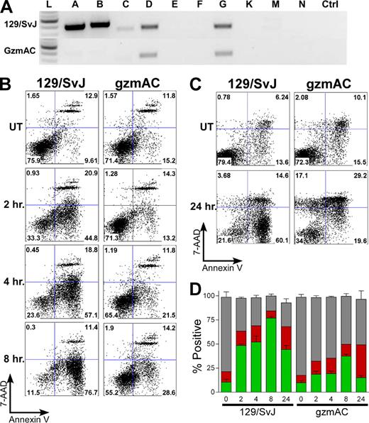 FIGURE 1. Rapid LLO-induced T cell apoptosis is dependent on expression of granzyme. A, Wild-type T cell lines express granzymes A, B, C, D, and G at levels detectable by RT-PCR. Granzyme A × B cluster−/− (gzmAC) T cell lines do not express detectable levels of granzymes A, B, or C. Granzymes D and G are expressed like the wild-type (L, ladder) and control (Ctrl, no RNA) cells. Lanes A–G, K, M, and N indicate the granzyme being amplified. B–D, A total of 1 × 106 purified T cells were treated with or without (UT) 250 ng/ml LLO for the indicated times. Cells were then stained for annexin V and 7-AAD. Untreated cells were in culture for 8 (B) and 24 (C) h before being stained. The flow cytometry plots are representative of at least three independent experiments performed in duplicate or triplicate. D, The percentage shown in each quadrant in B and C is plotted. Data for annexin V+/7-AAD− (lower right quadrant) is shown (green), red indicates the annexin V+/7-AAD+ (upper right quadrant), and gray represents the annexin V−/7-AAD− (lower left quadrant) of cells. Data are mean ± SEM for at least three independent experiments.