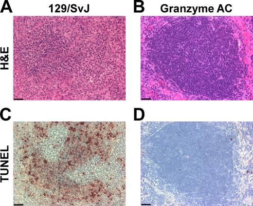 FIGURE 9. Lymphocyte apoptosis is decreased in gzmAC mice following infection with L. monocytogenes. Mice were infected with 2.5 × 104 CFU of L. monocytogenes and spleens were stained by either H&E (A and B) or TUNEL (C and D). A and C, The results obtained from 129/SvJ mice. B and D, The results obtained from gzmAC mice. All micrographs were taken at a magnification of ×400. Scale bar represents 50 μm. Results are representative of two independent experiments containing 10 total mice per strain.