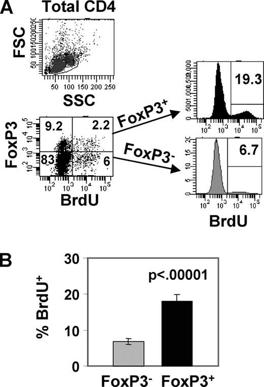 FIGURE 1. Enhanced steady-state turnover of FoxP3+ Tregs in healthy mice. BALB/c mice were given BrdU (1 mg/dose i.p.) for 3 consecutive days, and splenic CD4 T cells were harvested the following day, stained intracellularly for FoxP3 and BrdU, and analyzed by flow cytometry. A, Top, Forward scatter (FSC) and side scatter (SSC) plots of total CD4 T cells with gating indicated. Bottom, FoxP3 vs BrdU staining of total live CD4 T cells, with percentages indicated in each quadrant. To the right of the dot plot are histograms showing BrdU incorporation gated on FoxP3+ and FoxP3− CD4 T cells. B, Mean BrdU incorporation ± SD by FoxP3+ and FoxP3− CD4 T cells from five mice per group (representative of three experiments).