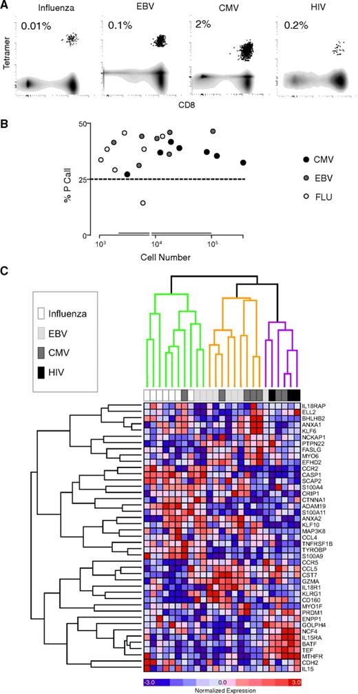 FIGURE 6. Differentiation signature distinguishes human Ag-specific T cells from acute and chronic viral infection. A, Human CD8 T cells specific for HLA-A*0201-restricted immunodominant epitopes from influenza, EBV, CMV, and HIV were identified and sorted with MHC-peptide tetramers as shown. Percentages refer to fraction of CD8 T cells stained with tetramer in these representative plots. Gray contours represent total CD8 T cells and the black dot plots represent tetramer-positive cells in the sort gate. B, High quality microarray data were generated from small cell numbers. Percentage of transcripts assessed as “present” (P Call) vs cell number for samples of tetramer sorted CMV, EBV, or influenza-specific T cells. Dotted line represents adequate data quality, the double line on x-axis represents interquartile range, and the line break on x-axis represents the median. C, Unsupervised hierarchical clustering of samples and genes in human Ag-specific T cells in the space of the conserved CD8 memory differentiation signature.