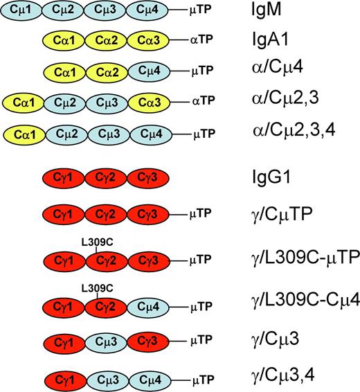 FIGURE 2. Overview of Ab H chain constructs. Constant H chain domains/sequences are shown as blue (μ), yellow (α), or red (γ) ovals. TP indicates secretory tailpiece. L309C marks a single amino acid replacement of the leucine from IgG to the cysteine from the homologous position in IgM, to create a domain-swapped Ab with greater ability to polymerize (38 ).