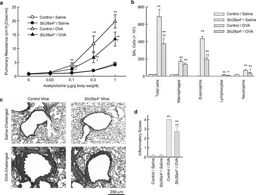 FIGURE 1. Allergen-induced airway hyperreactivity and inflammation are attenuated in pendrin-deficient (Slc26a4−/−) mice. a, Airway hyperreactivity to acetylcholine. b, BAL fluid cell counts. Results are means ± SEM (n = 12–14 mice/group). c, Representative H&E-stained lung sections. d, Inflammatory scores of lung sections (n = 6–8 mice/group). ∗, p < 0.05; ∗∗, p < 0.01 vs saline-challenged control mice (Control/Saline); †, p < 0.05; ††, p < 0.01 vs OVA-challenged control mice (Control/OVA).