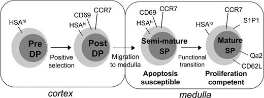 FIGURE 1. Developmental events that occur after positive selection in the thymus. Before positive selection, HSAhigh DP thymocytes reside in the cortex. Upon interaction with selecting MHC, they up-regulate CD69 and CCR7 and migrate to the medulla commensurate with becoming SP. Semimature SP thymocytes remain susceptible to apoptosis, which is presumably critical for tolerance to tissue-specific Ags displayed by APCs in the medulla. Ultimately, the progenitor undergoes final functional maturation, after which it is competent to proliferate when triggered through the TCR. At this stage it up-regulates Qa2, CD62L, and S1P1 and emigrates.