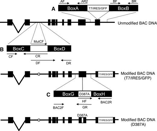 FIGURE 1. Diagrammatic representation of the strategy for modifying the BAC encompassing the caspase-8 gene. Exons are shown as black boxes threaded along the BAC length. For additional details, see Materials and Methods and Table I.