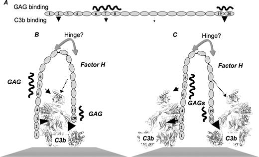 FIGURE 6. New map of functional sites on factor H and hypothetical mode of binding to C3b immobilized on a surface. Numbered modules signify C3b binding sites while the sizes of the arrows reflects the inferred relative strength of binding. The squiggles indicate approximate GAG interaction sites: both sites could be interacting with the same GAG molecule. A, A summary of the remapped binding sites. B and C, The long linkers between modules 11 and 14 might allow this region to act as a “hinge”, allowing the dominant C3b binding sites to engage the same (B) or neighboring (C) C3b molecules.