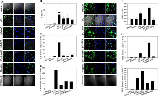 FIGURE 4. Poly(I:C)-stimulated activation of the transcription factors NF-κB and IRF3, and induction of IL-8 and IFN-β in cultured human keratinocytes in the presence or absence of inhibitors for TLR3 (BFA), PKR (2-AP), and TBK-1 (SU6668) as well as three relevant siRNAs for TLR3, RIG-I, and MDA5. Primary human keratinocytes were cultured in 6-well plates in the presence of poly(I:C) (pIC) (20 μg/ml) for 4 h after a 45-min preincubation with the inhibitors 2-AP (5 mM), BFA (100 nM), and SU6668 (5 μM). A and D, To determine the effect of the dsRNA signaling pathway inhibitors 2-AP, BFA, and SU6668 on either RelA (A) or IRF3 (E) staining of primary human keratinocytes, cells were incubated with medium (unstimulated) as a negative control, with poly(I:C) without inhibitor as a positive control, or with one of the inhibitors as indicated. Cells were stained with a primary rabbit anti-p65 Ab (RelA) or a mouse monoclonal anti-IRF3 Ab followed by an Alexa 488-labeled chicken anti-rabbit or anti-mouse Ab, respectively, followed by nuclear staining with TOPRO3 (10 mM) for 20 min. Cells nonreactive to the poly(I:C) stimulus are characterized by a cytoplasmic staining pattern; reactive cells are characterized by a nuclear staining pattern. Arrowheads point to cells representing a typical fluorescence pattern for each of the reactivities. The TLR5 ligand flagellin was also investigated. B–D, Influence of the dsRNA signaling pathway inhibitors 2-AP, BFA, and SU6668 and corresponding siRNAs on poly(I:C)-stimulated secretion and expression of IL-8 in cultured human keratinocytes. B, IL-8 secretion as measured by ELISA. Columns show the means ± SEM of three representative experiments. C and D, IL-8 mRNA as measured by quantitative real-time PCR (qPCR). PCR reactions were performed in duplicates, and columns show the means ± SEM of three representative experiments (C) or one representative experiment out of three (D). F–H, Influence of the dsRNA signaling pathway inhibitors 2-AP, BFA, and SU6668 and related siRNAs on poly(I:C)-stimulated secretion and expression of IFN-β in cultured human keratinocytes. F, IFN-β secretion as measured by ELISA. Columns show the means ± SEM of three representative experiments. G and H, IFN-β mRNA as measured by qPCR. Columns in G show the means ± SEM of four experiments or one representative experiment out of three (H).