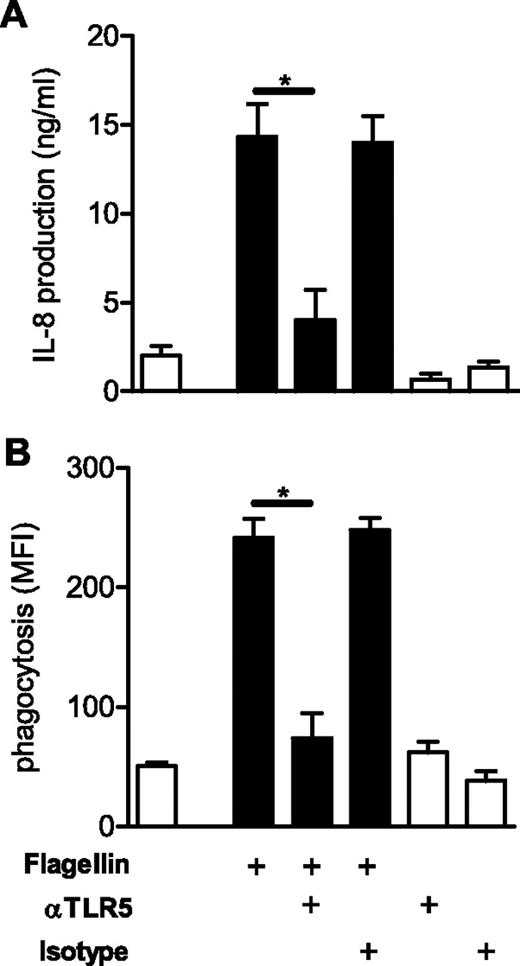 FIGURE 4. TLR5 activation enhances neutrophil functions. Peripheral blood-isolated neutrophils from healthy control subjects were incubated in RPMI 1640 medium at 37°C/5% CO2 for 1 h without (□) or with flagellin (▪; 10 μg/ml). TLR5 signaling was inhibited by pretreatment of neutrophils for 30 min with anti-TLR5-blocking Abs (20 μg/ml). As control, isotype Abs were used instead of anti-TLR5 Abs (20 μg/ml). ∗, p < 0.05 vs medium treatment (□). A, IL-8 production. After centrifugation, supernatants of the stimulated cells were collected. Levels of IL-8 were quantified in supernatants by ELISA. Bars represent mean ± SEM. Data are representative for five independent experiments. B, Phagocytosis. P. aeruginosa bacteria were incubated with the fluorescent ligand LY for 60 min at room temperature. After preopsonization, the bacteria (2 × 107/ml) in HBSS-gel were incubated at 37°C for 2 h with neutrophils (2 × 106/ml). After the incubation period, the neutrophils were separated from the free bacteria by three centrifugations at 200 × g for 5 min. The LY fluorescence of the isolated neutrophils was analyzed by flow cytometry. Bars represent mean ± SEM. Data are representative for five independent experiments.