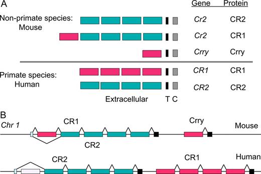 FIGURE 1. Comparative structure of the mouse and human CR1 and CR2 proteins and genes. A, Comparison of the functional domains of the CR1, CR2, and Crry proteins. Red blocks denote common sequences used to build the Crry and human CR1 proteins and the N-terminal sequences of the mouse CR1 protein. Green blocks represent common sequences used within the human and mouse CR2 proteins. T, Transmembrane; C, cytoplasmic domains. B, Differential genome organization and alternative splicing of the mouse Cr2 and Crry genes and human CR2 and CR1 genes present on mouse and human chromosome 1. The light pink box within the human CR2 gene denotes those CR1-like sequences that are not included within mature CR2 transcripts. The blue box of the mouse and human Cr2/CR2 genes encodes the signal sequence. The black boxes represent T and C domains. This figure is not drawn to scale nor does it reflect the full exon/intron splicing complexity of these genes.