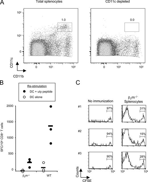 FIGURE 1. Efficient cross-presentation of β2m−/− male cells does not permit effective cross-priming of H-2Db uty-specific CD8+ T cells. A, Female mice were immunized intradermally with 5 × 106 CD11c-depleted splenocytes that had been isolated from WT or β2m−/− male mice. Live, nonclumped, lineage-positive cells were gated. Depletion was confirmed using FACS analysis. B, After 12 days, the efficiency of priming uty-specific CD8+ T cells was determined using IFN-γ ELISPOT. Purified CD8+ T cells were restimulated ex vivo for 24 h using female DCs loaded with uty peptide (•). Unpulsed DCs served as a negative control (○). Each mouse is represented and the number of SFC per 106 total CD8+ T cells is measured. Horizontal bars indicate the mean. This experiment is representative of eight similar experiments. C, To monitor cross-presentation of injected male Ag, the triggering of MataHari CD8+ T cell division was assessed. A total of 2 × 105 CFDA-SE-labeled MataHari CD8+ T cells (CD45.2) was transferred into recipient female mice (CD45.1), and T cell division was followed 3 days after immunization with β2m−/− male cells by gating on CD8β+CD45.2+ cells. Results are representative of four independent experiments from which 3/3 mice tested (1, 2, 3) are in one such experiment.
