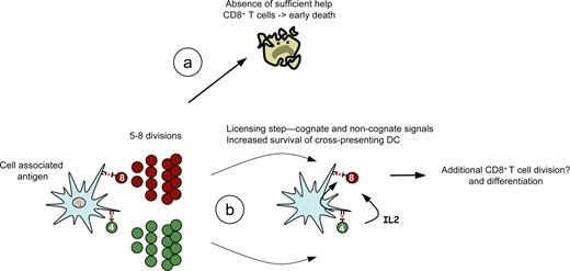 FIGURE 8. Cross-priming CD8+ T cells requires extra help. During physiologic situations of priming, DCs present captured Ag to CD8+ and CD4+ T cells. This mechanism results in several rounds of divisions, and for CD8+ T cells, full expansion in the absence of additional TCR engagement is possible. However, in the absence of a licensing signal, this results in an abortive response as the CD8+ T cells undergo apoptosis (a). We demonstrate that for helper-dependent responses, Ag persistence is required, not necessarily for the CD8+ T cells, but also for the priming and maintenance of CD4+ Th cells that serve to license DCs to cross-prime. We propose that this licensing decision is made after an initial round of CD8+ T cell divisions (b), and as such, there may also be a requirement for CD8+ T cells to re-encounter DCs that are harboring cognate Ag. This work challenges the current interpretation of the autopilot response and resolves several conflicting aspects of DC and CD8+ T cell engagement by discriminating initial engagement of the TCR from the licensing step, which is critically dependent on Ag persistence in physiologic responses.