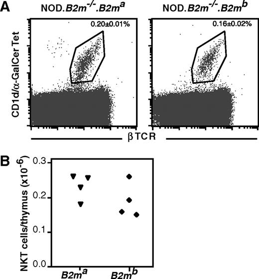 FIGURE 2. Proportions (A) and absolute numbers (B) of thymic type 1 NKT cells in NOD.B2m−/−.tgB2ma (▾) and NOD.B2m−/−.tgB2mb (♦) B2m-targeted deficiency mutant NOD mice as determined by CD1d/α-GalCer tetramer binding are shown.
