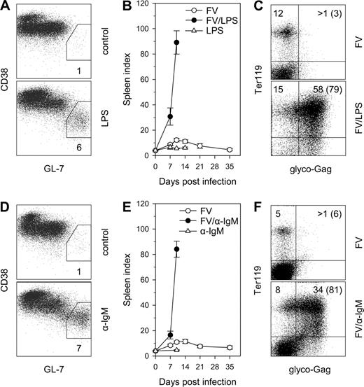 FIGURE 7. Effect of polyclonal B cell stimuli on immune control of FV infection. A, Percentages of CD38low GL7+ cells in gated B220+ CD19+ IgD− B cells in the spleen of control B6.A-Fv2s mice or 10 days postadministration of LPS. B, Splenomegaly, depicted as SI, in B6.A-Fv2s mice infected with FV with or without concomitant administration of LPS or in mice given LPS alone. C, Flow cytometric detection of FV-infected erythroid precursors in the spleen of FV-infected B6.A-Fv2s mice without (top) or with (bottom) LPS administration. D, Percentages of CD38low GL7+ cells in gated B220+ CD19+ IgD− B cells in the spleen of control B6.A-Fv2s mice or 10 days postadministration of anti-IgM Ab. E, Splenomegaly in B6.A-Fv2s mice infected with FV with or without concomitant administration of anti-IgM Ab or in mice given anti-IgM Ab alone. F, Flow cytometric detection of FV-infected erythroid precursors in the spleen of FV-infected B6.A-Fv2s mice without (top) or with (bottom) anti-IgM Ab administration. Data in A and D represent the mean percentage of CD38low GL7+ cells of two to three mice per group. Data in B and E are the mean ± SEM of 4–11 mice per group per time point, pooled from two to three independent experiments. Numbers within the quadrants in C and F represent the percentage of cells in that quadrant in all splenocytes; numbers in parentheses represent the percentage of infected cells (glyco-Gag+) in erythroid precursors (Ter119+) only. Results in C and F are representative of three to four mice per group. No FV-infected cells were detected in mice given LPS or anti-IgM Ab alone (not shown).