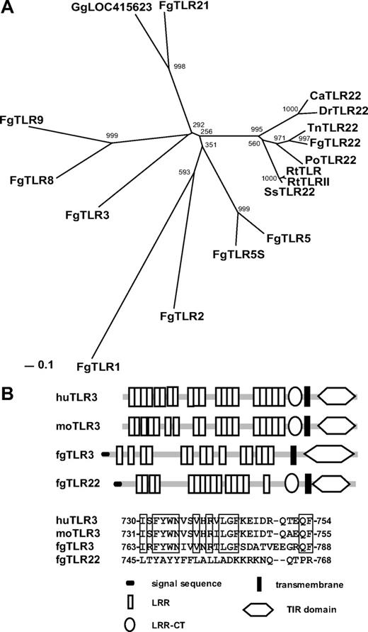 FIGURE 1. Structures and phylogenic analysis of TLR3 and TLR22. A, Gene tree for fgTLR22. Teleost and chicken TLR protein sequences were aligned with ClustalW on DDBJ server, and the phylogenic tree was made by a neighbor-joining method program. Number on each node represents bootstrap probability that is 1000× reiteration. Fg, Ca, Dr, Tn, Po, Rt, and Ss stand for Takifugu rubripes, Carassius auratus, Danio rerio, Tetradon nigroviridis, Paralichthys olivaceus, rainbow trout, or Salmo salar. GgLOC415623 is a chicken protein that is most similar to fgTLR22. The protein was classified into TLR21 by the phylogenic tree. B, Motif structures of human, mouse, and fugu TLR3 and fugu TLR22. Possible domain structures of the fish TLRs were obtained with SMART search according to the primary sequences. Vertical open bars represent LRRs and filled bars represent transmembrane domains. LRR-CT (the leucine-rich repeat at the C terminus) is shown by circles. The signal sequences are shown to the left and TIRs are to the right. Amino acid sequence alignment of the linker regions of huTLR3, moTLR3, fgTLR3, and fgTLR22 are shown at the bottom.
