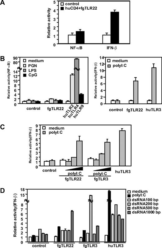 FIGURE 2. Human cells expressing fgTLR22 induce activation of the human IFN-β promoter in response to poly(I:C). A, HEK293 cells were transfected with expression vector for CD4 + TLR22, where the cytosolic domain of fgTLR22 (the TIR domain) was fused to the extracellular portion of CD4. The amount of DNA transfected was equalized with empty expression vector, which was also used as the control. Reporter activity was determined as described in the text. B, HEK293 cells were transfected with fgTLR22 (full-length)-expressing vector or pEFBOS (vector only). Twenty-four hours after transfection, cells were stimulated with PGN (10 μg/ml), LPS (100 ng/ml), and CpG (2 μM) for 6 h and NF-κB promoter activation was determined (left panel). Right panel, poly(I:C) (50 μg/ml) was used instead of other stimulators, and relative IFN-β promoter activation by poly(I:C) was compared between fgTLR22 and human (hu)TLR3. C, HEK cells were transfected with the vector for expression of huTLR3, fgTLR22, or fgTLR3. pEFBOS and pEFBOS (huTLR3) were used as controls. Twenty-four hours after transfection, cells were stimulated with poly(I:C) (5, 10, 50 μg/ml) for 6 h. IFN-β promoter activation was measured by luciferase activity in the cell lysates. D, Cells were transfected with full-length fgTLR22- or fgTLR3-expressing vector. pEFBOS was a control for vector only. Twenty-four hours later, cells were stimulated with 10 μg/ml of poly(I:C) or variable-sized (100-, 200-, 500-, and 1000-bp) dsRNA for 6 h. IFN-β promoter activation was measured by luciferase assay as in C.