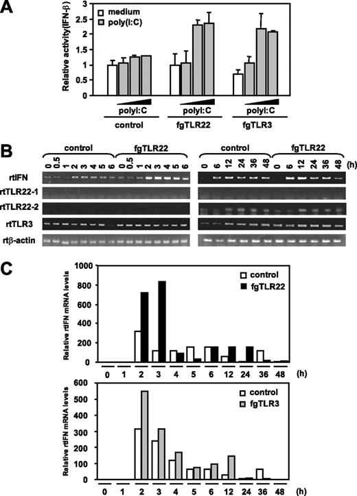 FIGURE 3. fgTLR22 recognizes poly(I:C) to induce fish IFN in fish cells. A, Rainbow trout RTG-2 cells were stably transfected with Luc-fgIFN vector (see Materials and Methods). The RTG (Luc-fgIFN) cells were then transiently transfected with fgTLR22 or fgTLR3 expression vector or control pEFBOS. Twenty-four hours later, cells were stimulated with poly(I:C) (5, 10, 50 μg/ml) for 6 h, and fgIFN promoter activation was determined by luciferase activity in the cell lysate. B, RTG-2 cells were transiently transfected with fgTLR22-expressing vector or control pEFBOS. Twenty-four hours later, cells were stimulated with poly(I:C) (25 μg/ml) for the indicated intervals. Since the rainbow trout possesses two mRNAs of TLR22, we referred them to rtTLR22–1 and rtTLR22–2. The mRNA levels of rtIFN, rtTLR22–1, rtTLR22–2, rtTLR3, and rtTICAM-1 were monitored by RT-PCR. The rtTICAM-1 message was constitutively expressed irrespective of poly(I:C) stimulation (data not shown). rtβ-actin was used for the control. PCR products were analyzed by gel electrophoresis (1.5% TAE agarose) and visualized with ethidium bromide (1 μg/ml). Three individual experiments were performed, and a representative one is shown. C, RTG-2 cells were transfected with pEFBOS (fgTLR22), pEFBOS (fgTLR3), or empty pEFBOS. Twenty-four hours later, cells were stimulated with poly(I:C) (25 μg/ml) for the indicated periods. The mRNA levels of rtIFN were measured by quantitative PCR. Relative fold induction against rtβ-actin level is shown. The experiments were performed three times and representative results are shown.