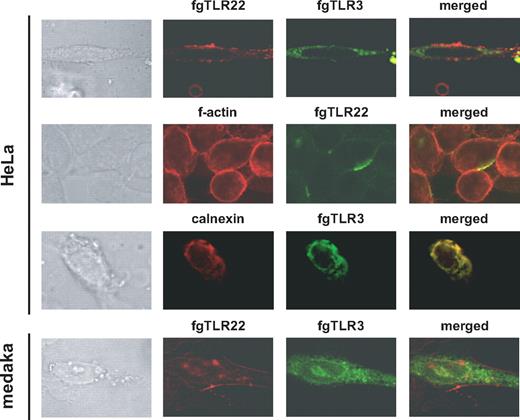 FIGURE 4. Localization of fgTLR22 and fgTLR3 in mammalian and fish cells. Confocal analysis using HeLa or medaka cells (OLHd-rRe3). fgTLR22 with C-terminal Flag, fgTLR3 with C-terminal YFP (green), and/or other markers were expressed in the indicated cells. fgTLR22 was labeled with mouse anti-Flag mAb and stained with Alexa 568-conjugated (red) or Alexa 488-conjugated (green, only in the second column) goat anti-mouse IgG. Cells were then treated with mAbs against Calnexin (ER marker) or f-actin (cytoskeleton marker) and Alexa 568-conjugated goat anti-mouse IgG. Phase-contrast features of cells are shown to the left. Cells were analyzed on FluoView.