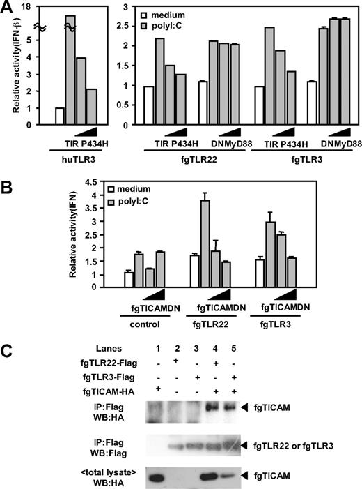 FIGURE 5. fg/huTICAM-1 is the adaptor for fgTLR22- and fgTLR3-mediated IFN promoter activation. A, Human (hu)TICAM-1 transmits signal for IFN-β promoter activation by fgTLR3 and fgTLR22 in HEK293 cells. HEK293 cells were transfected with fgTLR22 or fgTLR3 plasmid together with the plasmid encoding dominant-negative forms of huTICAM-1 or huMyD88. huTLR3 and TIR P434H were used as controls (right panel). Twenty-four hours later, cells were stimulated with poly(I:C) (10 μg/ml) for 6 h, and IFN-β promoter activation was determined by luciferase activity in the cell lysate. B, fgTICAM-1 acts as the adaptor for fgTLR3 and fgTLR22 to activate the fgIFN promoter in response to poly(I:C) in RTG-2 cells. RTG-2 cells were transfected with pEFBOS (fgTLR22), pEFBOS (fgTLR3), or pEFBOS together with dominant-negative forms of fgTICAM-1. After 24 h, cells were stimulated with poly(I:C) (10 μg/ml) for 6 h, and fgIFN promoter activity was determined by luciferase activity in cell lysate. C, fgTICAM-1 physically binds fgTLR3 and fgTLR22. HEK293 cells were transfected with plasmid with fgTLR22 or fgTLR3 together with plasmid of fgTICAM-1. Lysates from the cells transfected with the indicated vectors were immunoprecipitated (IP) with anti-Flag Ab and the samples were resolved on SDS-PAGE and analyzed by immunoblotting, which were probed with anti-HA Ab (top panel) or anti-Flag Ab (middle panel). fgTICAM-1 was detected in the blot of the total lysate by anti-HA Ab (bottom panel). Protein bands were developed by ECL kit. Arrows indicate HA-tagged fgTICAM-1 (top and bottom panels); Flag-tagged fgTLRs (middle panel).