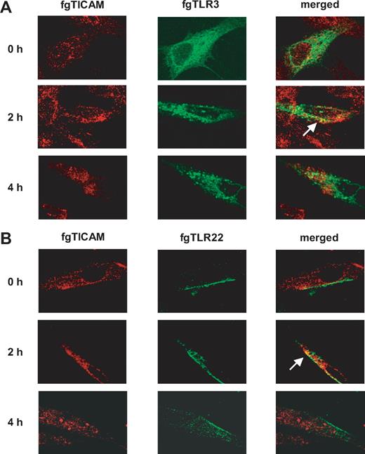 FIGURE 6. Dynamics of fgTICAM-1, fgTLR22, and fgTLR3 after poly(I:C) stimulation. RTG-2 cells onto coverslips were transfected with fgTLR22 (Flag-tagged) and fgTICAM-1 (HA-tagged) (A) or fgTLR3 (YFP) and fgTICAM-1 (HA-tagged) (B). Cells were allowed to stand for 24 h, stimulated with poly(I:C) (25 μg/ml) for the indicated intervals, and then stained with anti-Flag mAb and anti-HA pAb. Samples were analyzed by confocal microscopy. YFP and Flag labeling gave a similar localization profile to TLR3 (data not shown).