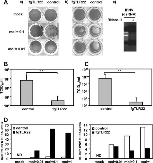 FIGURE 8. fgTLR22 expression protects cells from IPNV infection. A, RTG-2 cells were transfected with pEFBOS (fgTLR22) plasmid or empty vector, and 24 h later cells were exposed to the indicated moi of IPNV propagated with the RTG-2 cells. Intact IPNV (a) or a preparation pretreated with RNase III to remove contaminating dsRNA (b) was used as a virus source. dsRNA degradation was confirmed with agarose gel (c). At timed intervals (usually 7 days), when cells die by IPNV-induced cell death, CPE was observed under the microscope. Cells were fixed with 10% formaldehyde and stained with crystal violet. B and C, RTG-2 cells either transfected with mock or pEFBOS (fgTLR22) were infected with intact (B) or RNase-treated (C) IPNV (moi = 0.1). The medium was exchanged for removal of nonadherent viruses. Twenty-four hours after cells were replated, the supernatant was recovered and the titer checked by TCID50. D, RTG-2 cells were transfected with pEFBOS (fgTLR22) or empty pEFBOS. Twenty-four hours later, cells were incubated with IPNV (moi = 0.01, 0.1, 1) for the indicated periods. After 24 h, the mRNA levels of rtIFN or IPNV were measured by quantitative PCR. Relative fold induction against the rtβ-actin level is shown. The experiments were performed three times and representative results are shown.