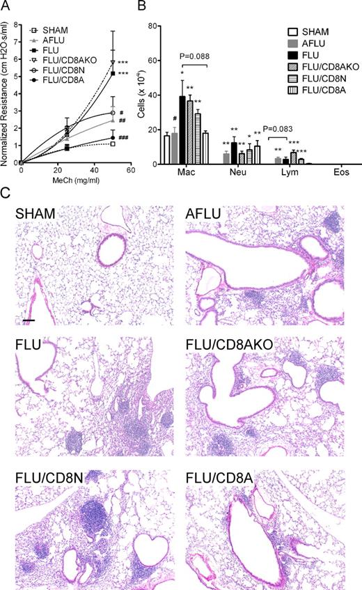 FIGURE 8. Pulmonary function, BALF cellularity, and lung histopathology following adoptive transfer of CD8+ T cells. Neonatal (FLU/CD8N), adult (FLU/CD8A), or adult IFN-γ-deficient CD8+ T cells (FLU/CD8AKO) were administered 1 day before influenza infection of neonatal mice. A, Pulmonary function was assayed at 30 dpi. Mice receiving either adult or neonatal CD8+ T cells exhibited improved pulmonary function as demonstrated by a reduction in airway hyperreactivity compared with control mice infected with influenza (FLU), while mice receiving adult IFN-γ-deficient CD8+ T cells showed no improvement in lung function. Adoptive transfer of adult CD8+ T cells completely reversed airway hyperreactivity to SHAM levels, while FLU/CD8N mice still showed increased airway hyperreactivity compared with SHAM. Data were normalized to baseline (0 mg/ml MeCh) and are expressed as means ± SEM (n = 4–7/group): ∗∗∗, p < 0.001 compared with SHAM; #, p < 0.05; ##, p < 0.01; and ###, p < 0.001 compared with FLU. B, BALF cellularity. There were less monocytes/AMs and lymphocytes in FLU/CD8A mice compared with FLU mice. BALF cellularity for FLU/CD8N and FLU/CD8AKO mice was similar to FLU mice. Data were expressed as mean ± SEM (n = 4–7/group): ∗, p < 0.05; ∗∗, p < 0.01; and ∗∗∗, p < 0.001 compared with SHAM; #, p < 0.05 compared with FLU mice. Mac indicates macrophages; Neu, neutrophils; Lym, lymphocytes; Eos, eosinophils. C, Lung pathology was assessed at 30 dpi. Substantial reductions in pulmonary infiltrates are observable in the lungs of mice receiving adult CD8+ T cells (FLU/CD8A) before infection as compared with all other groups. Other groups included: mice infected as neonates (FLU); mice receiving CD8+ T cells from naive wild-type adults (FLU/CD8A), wild-type neonates (FLU/CD8N), or IFN-γ knockout mice (FLU/CD8AKO) before infection; and adult infected mice (AFLU). Scale bar = 100 μm.
