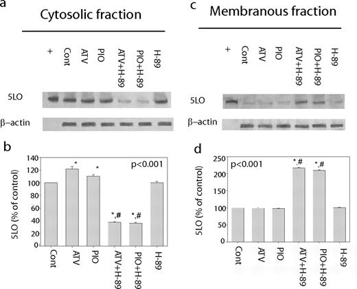 FIGURE 3. a, Representive immunoblots (a, c) and densitometric analyses (b, d) of 5LO levels in the cytosolic and membranous fraction of the rat heart tissue. There were no detectable levels of 5LO in the nuclear fraction (data not shown). Both ATV and PIO increased 5LO levels in the cytosolic fraction without a detectable effect on the membranous levels. H-89 alone had no effect on 5LO levels; however, in combination with either ATV or PIO, there was a shift of 5LO from the cytosolic fraction to the membranous fraction. Values represent mean ± SEM of four animals in each group. *, p < 0.001 vs controls; #, p < 0.001 with vs without H-89.