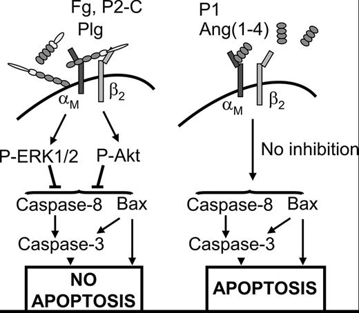 FIGURE 7. Distinct engagement patterns of αMβ2 by its ligands determine regulation of PMN constitutive apoptosis. Two groups of αMβ2 ligands can be distinguished. The first group, which includes Plg, like Fg and P2-C, is recognized by both αM and β2 subunits, and the second group, which includes Ang(1–4), P1, and NIF, interacts primarily with the αM subunit but not with the β2 subunit. Interaction with both integrin subunits is necessary to induce αMβ2 clustering and activation of prosurvival ERK1/2 and Akt kinases, which leads to suppression of caspase-3 and caspase-8 activation as well as proapoptotic protein Bax cleavage, resulting in inhibition of apoptosis (left panel). In contrast, interaction of the ligands of the second group is not sufficient to trigger the phosphorylation of ERK1/2 and Akt. Thus, activation of caspases and Bax is not inhibited, and PMNs are not spared from spontaneous apoptosis.