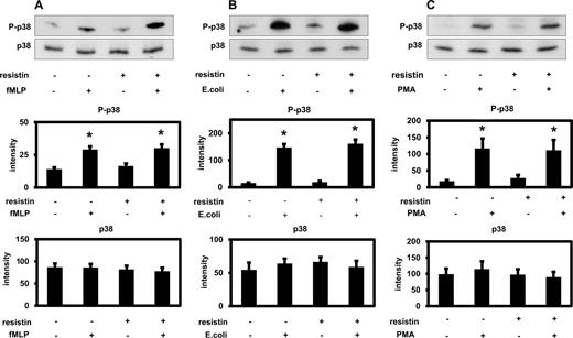 FIGURE 5. Effect of resistin on p38 MAPK activation. Western blots of extracts of PMNLs incubated in the presence of 25 ng/ml resistin or buffer alone. Detection of p38 MAPK (p38) and phospo-p38 MAPK (P-p38). n = 5 to 7. PMNL were unstimulated or stimulated by fMLP (A), E. coli (B), or PMA (C). Representative Western blots and the densitometry evaluation of the blots are shown. Mean values ± SEM. ∗, p < 0.05 vs unstimulated cells in the absence of resistin.