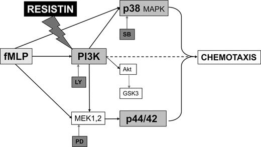 FIGURE 8. fMLP-induced PMNL chemotaxis. Simplified pathways showing the kinases involved, the corresponding inhibitors (SB203580: SB; PD98059: PD; LY294002: LY), and the suggested target of resistin. MEK1,2, MAPK kinases.