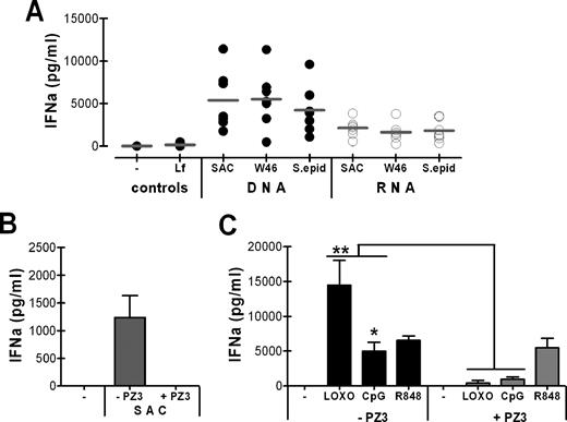 FIGURE 6. Staphylococcal nucleic acids as a trigger for IFN-α induction. Enriched pDC were stimulated for 24 h. Supernatants were analyzed for IFN-α secretion levels. A, 1 μg of isolated genomic DNA or total RNA from Cowan strain I (SAC), Wood 46 (W46), or coagulase-negative S. epidermidis (S. epid), respectively, was complexed with Lipofectamine (Lf) before pDC stimulation and subsequent quantification of IFN-α induction. IFN-α levels for unstimulated cells and for Lipofectamine (Lf) alone are shown on the left side of the diagram. The results from n = 6 experiments are summarized in the diagram: symbols correspond to single experimental values (▴, controls; •, DNA; ○, RNA); mean values are given as gray lines. B, pDC-derived IFN-α secretion was measured after stimulation with S. aureus Cowan strain I (SAC) in the presence (+) or absence (−) of the inhibitory DNA ODN PZ3. n = 4 experiments are summarized in the graph. ∗, p = 0.014 for SAC without PZ3 compared with SAC with PZ3. C, pDC were stimulated with synthetic TLR7 ligands (loxoribine (LOXO), R848) and TLR9 agonists (CpG DNA ODN 2006) and compared with unstimulated controls in the presence and absence of the inhibitory ODN PZ3. The diagram shows the results from n = 4 experiments. ∗∗, p = 0.004 for LOXO without PZ3 compared with LOXO with PZ3; ∗, p = 0.01 for CpG without PZ3 compared with CpG with PZ3.