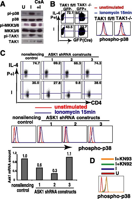 FIGURE 5. ASK1 is the major kinase upstream of p38. A, Ionomycin induces phosphorylation of p38, MKK3/6, and TAK1 in a CsA-sensitive manner. After pretreatment for 30 min, cells were stimulated with ionomycin for 20 min and lysed in 1× SDS sample buffer to perform immunoblotting. B, Ionomycin-induced IL-4 production and p38 phosphorylation show modest decrease in TAK1-deficient Th2 cells. Th2 cells derived from TAK1-floxed splenocytes were retrovirally infected with GFP-Cre viral supernatant. They were stimulated to check cytokine production and ionomycin-induced p38 phosphorylation. C, Knocking down ASK1 strikingly diminishes ionomycin-induced IL-4 production and p38 phosphorylation. Th2 cells were lentivirally infected with ASK1 shRNA or nonsilencing control shRNA viral supernatant. Puromycin-resistant cells were sorted and then divided into three groups: to check cytokine production, to check ionomycin-induced p38 phosphorylation, and to check Ask1 mRNA level. D, Ionomycin-induced p38 phosphorylation is CaMK independent. Th2 cells were pretreated with KN-93 (5 μM) or KN-92 (5 μM) for 30 min and then challenged to detect ionomycin-induced p38 phosphorylation. The experiments were conducted at least twice.