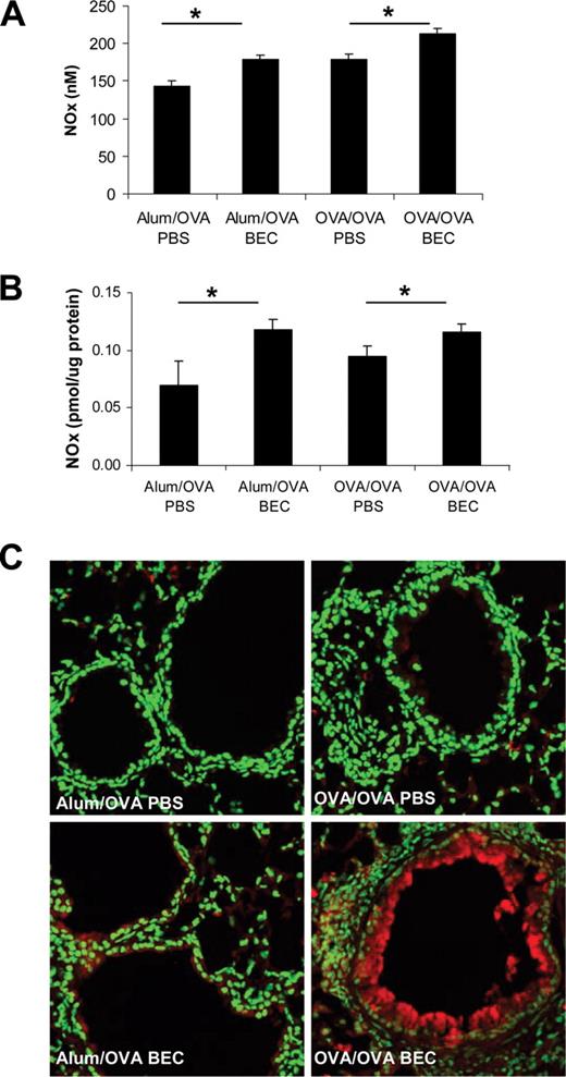 FIGURE 5. Effect of BEC on NOx and S-nitrosylated proteins in nonsensitized mice and mice sensitized and challenged with OVA. NOx (nitrite, nitrosothiols, RSNOs, and nitrosamines/nitrosylhemes, RNNOs) in BAL (A) or lung homogenates (B) were evaluated by chemiluminescence. Equal volume of sample was injected and the values obtained were normalized to protein content. In both analyses, the NOx content was determined using S-nitrosoglutathione (GSNO) as a standard. Values are mean ± SEM from n = 4–5 mice per group. ∗, p < 0.01 ANOVA, compared with the respective PBS control groups. S-nitrosylated proteins were detected in paraffin sections from lung (C) of mice by “biotin switch,” as described in Materials and Methods (red, S-nitrosylated proteins), nuclei are counterstained with Sytox Green, at a magnification of ×200.