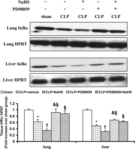FIGURE 13. Effect of PD98059 on degradation of IκBα in CLP-induced sepsis. Mice were randomly given PD98059 at a dose of 10 mg/kg (i.p.) or vehicle 1 h before CLP operation. At the same time as CLP operation, mice were also given NaHS (10 mg/kg, i.p.) or saline. Sham-operated mice served as controls. Four hours after CLP or sham operation, lung and liver were harvested and examined by Western blot for IκBα and HPRT. After analysis by densitometry, the data were expressed as ratios of IκBα to HPRT (plotted as fold increase over sham group). Results shown are the mean ± SEM (n = 10 animals in each group). ∗, p < 0.05, septic mice with vehicle treatment compared with mice sham operation. †, p < 0.05, septic mice with NaHS intervention compared with septic mice with vehicle treatment. & , p < 0.05, septic mice with PD98059 pretreatment compared with septic mice with vehicle treatment. §, p < 0.01, septic mice with PD98059 pretreatment or septic mice with both PD98059 pretreatment and NaHS intervention compared with septic mice with NaHS intervention.