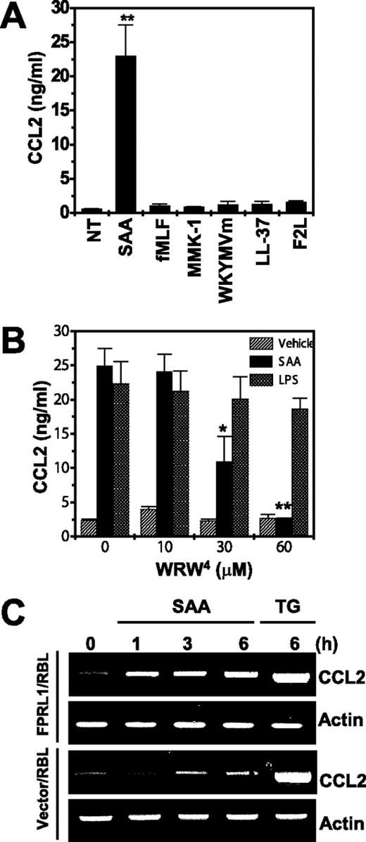 FIGURE 6. SAA-induced CCL2 production is FPRL1-mediated. A, Freshly isolated human peripheral blood monocytes were stimulated with SAA (100 nM), fMLF (1 μM), MMK-1 (1 μM), WKYMVm (100 nM), LL-37 (2 μM), or F2L (20 μM) for 24 h. NT, Nontreated B, Cells were preincubated with several concentrations (0, 10, 30, and 60 μM) of WRW4 (30 min) before being treated with 100 nM SAA or 1 μg/ml LPS for 24 h. Secreted CCL2 levels were measured by ELISA. The data include the mean ± SE of three independent experiments performed in duplicate (A and B). Statistical significance was set as follows: ∗, p < 0.05; ∗∗, p < 0.01. C, FPRL1- or vector-expressing RBL-2H3 (RBL) cells were stimulated with 1 μM SAA for 0, 1, 3, or 6 h or 1 μM thapsigargin (TG) for 6 h and then harvested for RNA preparation. RT-PCR was performed using specific primers for rat CCL2 and actin. PCR products were electrophoresed in 2% agarose gel and stained with ethidium bromide. The data shown were obtained from one experiment representative of four.