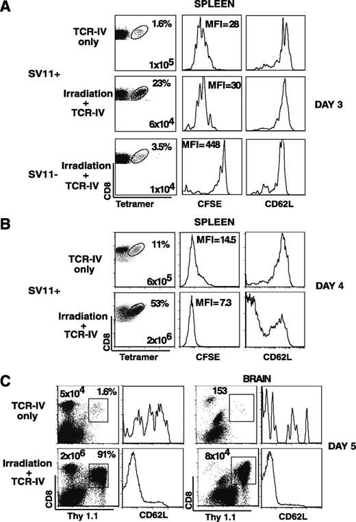 FIGURE 4. TCR-IV transgenic TCD8 accumulate early in the brains of irradiated SV11 mice. A and B, Groups of three transgene positive (SV11+) or transgene negative (SV11−) mice received 1 × 106 magnetically sorted and CFSE-labeled CD8+ TCR-IV transgenic cells with or without irradiation at 80 days of age. Three (A) or 4 (B) days later, spleen cells were harvested and the Kb/IV tetramer+ CD8+ cells were quantitated by flow cytometry (dot plots). The percentage of CD8+ cells that stained with tetramer is indicated as well as the total number of CD8+ Kb/IV tetramer+ cells per spleen. The intensity of CFSE staining, indicated by the mean fluorescence intensity (MFI), and the level of CD62L expression on CD8+ Kb/IV tetramer+ cells are shown in the histograms. This experiment was repeated twice with similar results. C, Groups of three SV11 mice received 1 × 106 magnetically sorted Thy1.1+CD8+ TCR-IV transgenic cells with or without irradiation at 80 days of age. Five days posttransfer, lymphocytes were isolated from the brain and spleen and the Thy1.1+ CD8+ cells quantified by flow cytometry (dot plots). The percentage of CD8+ cells that stained with tetramer is indicated in the spleen, and the total number of CD8+ Kb/IV tetramer+ cells per organ is indicated for both spleen and brain. The levels of CD62L expression on CD8+ Thy1.1+ cells are shown in the histograms. The data are representative of two independent experiments in which similar results were obtained.