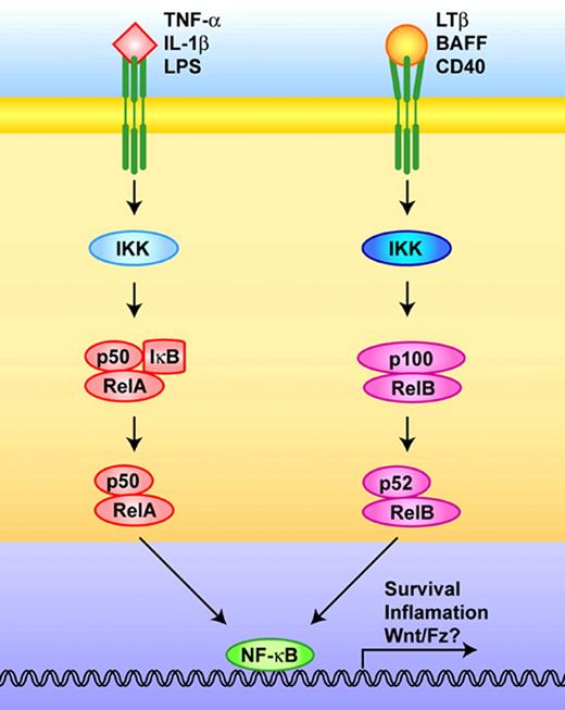FIGURE 2. A schematic view of NF-κB activation pathways. On the right is shown the canonical NF-κB activation pathway where primarily the RelA and c-Rel dimers are activated through the degradation of the inhibitor protein IκB. Like β-catenin degradation, IκB degradation is conducted by the 26S proteasome following the phosphorylation of IκB by IκB kinase (IKK). The alternative mode of activation is initiated by interactions between a different subset of ligand and receptors. This signaling activates a different variant of IKK, which leads to processing of the NF-κB p52 precursor protein p100. Processed p52 binds to RelB forming the p52:RelB heterodimer.