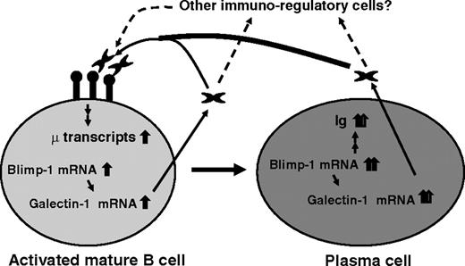 FIGURE 7. Proposed mode of action of Blimp-1-dependent induction of galectin-1 during plasma cell differentiation. During B cell activation/differentiation, Blimp-1 causes up-regulation of galectin-1, which is then secreted to the extracellular environment to bind with its counter-receptor(s) on less differentiated B cells. The conjugation of glycosylated surface receptors by galectin-1 promotes Ig production. Plasma cells gradually lose the ability to bind galectin-1 as differentiation proceeds. In addition to activated B cells, other cell types, such as follicular dendritic cells and endothelial cells (48 ), can express galectin-1, which might also contribute to promoting the production of Ab-secreting cells during immune responses in lymphoid follicles.