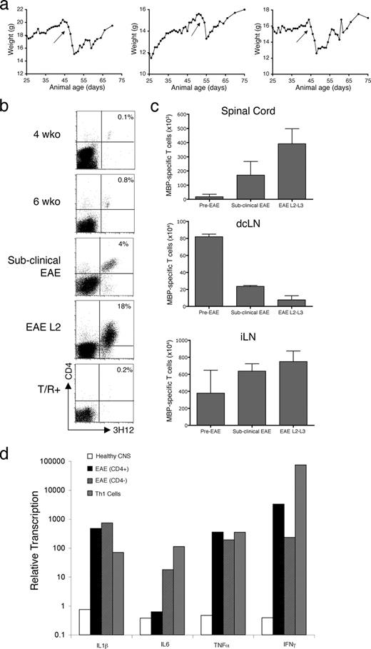 FIGURE 1. The burst of MBP-specific T cells into the CNS is synchronic to the initial appearance of neurological signs of spontaneous EAE. a, Characterization of mice with subclinical EAE. A group of T/α−β− mice (n = 5) was scored daily for clinical signs of EAE and their weight was recorded during a period of 75 days. The weight curve of three individual mice is shown. Arrows indicate the day the animal had first clinical signs of EAE. Representative of 25 mice. b, Flow cytometry analysis of CD4+ MBP-specific T cells in the CNS of T/α−β− mice. MBP-specific T cells were isolated from the CNS of healthy T/α−β− mice (n = 16), and 6-wk-old animals displaying subclinical EAE and EAE level 2 (n = 5 each). T/R+ mice at 5–6 wk of age were collected and analyzed in parallel (n = 4). Cells were stained with anti-CD4 and the anti-clonotypic Ab (3H12). c, Absolute number of MBP-specific T cells from the CNS, dcLN, and inguinal lymph nodes (iLN) of T/α−β− mice at the indicated stages of disease. CNS and lymph node cells from the same mice were counted in hemocytometer and stained with anti-CD4 and the anti-clonotypic Ab 3H12. d, Increased levels of anorexigenic cytokines in the CNS of EAE-afflicted mice. Real time PCR carried on cDNA prepared from total CNS from healthy mice, CD4+ T cells from mice with spontaneous EAE, CD4− T cells from mice with spontaneous EAE, and short term Th1 in vitro cultures. Values represent the relative levels of cytokine mRNA (×10,000) compared with ubiquitin. Note that a logarithmic scale is used. Inflammatory cells were prepared from EAE-afflicted mice using 38% Percoll gradients, and the cells were subsequently fractionated in CD4+ and CD4− populations using anti-CD4 magnetic beads (Miltenyi Biotec). Note that the healthy mouse tissue corresponds to total tissue, because virtually no inflammatory cell can be obtained in the Percoll gradients. CNS samples represent the pool of four mice each. The culture material is the average of five independent cultures.